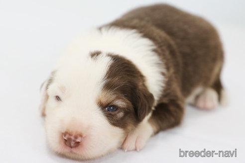 成約済の神奈川県のボーダーコリー-319178の8枚目